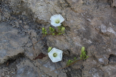Ipomoea pseudoracemosa