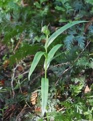 Pterostylis auriculata