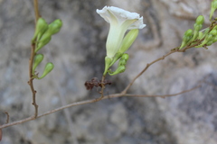Ipomoea pseudoracemosa