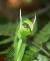 Pterostylis auriculata