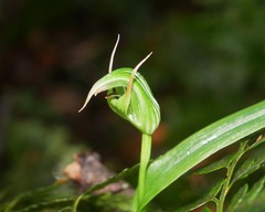 Pterostylis auriculata