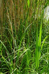 Carex riparia