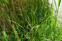 Carex riparia