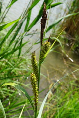 Carex riparia