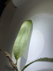 Microgramma squamulosa