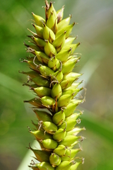 Carex riparia