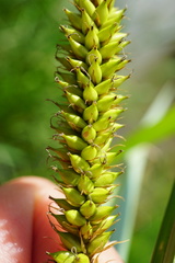 Carex riparia