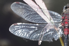 Leucorrhinia glacialis