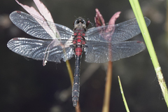 Leucorrhinia glacialis