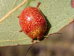 Paropsis wilsoni