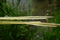 Carex riparia
