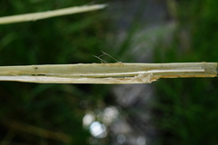 Carex riparia