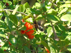 Battus polydamas psittacus