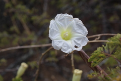 Ipomoea pseudoracemosa