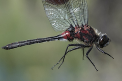 Leucorrhinia glacialis