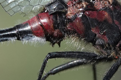 Leucorrhinia glacialis