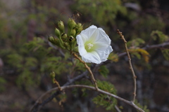 Ipomoea pseudoracemosa