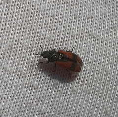 Arthrobrachus nigromaculatus