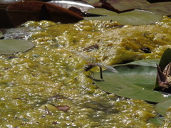 Rhionaeschna diffinis