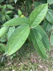Ficus coronata