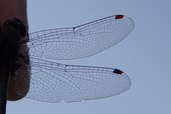 Leucorrhinia glacialis