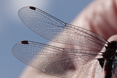 Leucorrhinia glacialis