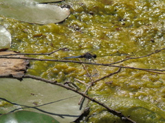 Erythrodiplax connata