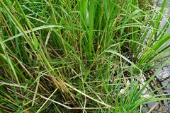 Poa palustris