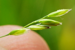 Poa palustris