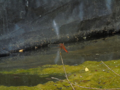 Erythrodiplax corallina