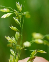 Poa palustris