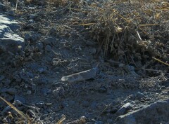 Trimerotropis ochraceipennis