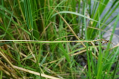 Poa palustris