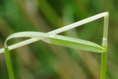 Poa palustris