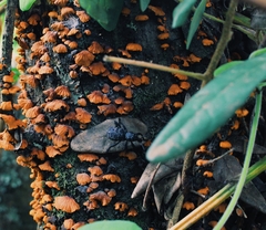 Aegorhinus superciliosus