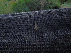 Naupactus xanthographus