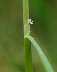 Poa palustris