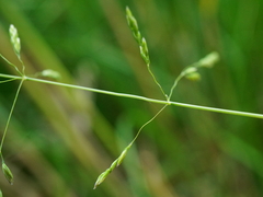 Poa palustris