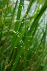 Poa palustris