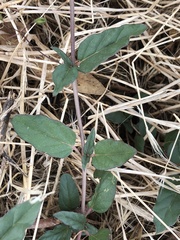 Boerhavia dominii