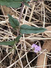 Boerhavia dominii