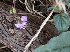 Boerhavia dominii