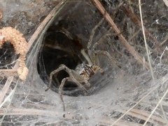 Aglaoctenus lagotis