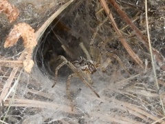 Aglaoctenus lagotis