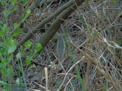 Liolaemus chiliensis