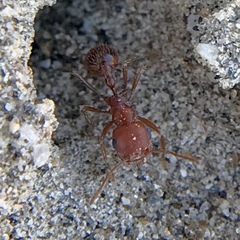 Pogonomyrmex magnacanthus