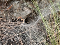 Aglaoctenus lagotis