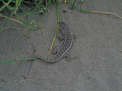 Liolaemus zapallarensis