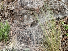 Aglaoctenus lagotis