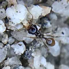 Pheidole barbata